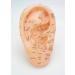 17cm Ear Acupuncture Points and Reflexology Model - Points Identified in Standard English Designation