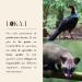 LOKAL Caf do Jacu coffee from freeliving animals coffee beans 100 Arabica 100 g - Buy Online on GoSupps.com