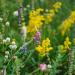 Earthbreath Buckwheat & Summer Blossom Raw Honey 900g - Pure Dark Unheated Unpasteurised & Unfiltered - Natural Sweetener for Cooking & Drinks - Buy Online on GoSupps.com