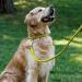 Collardirect Handmade Round Leather Dog Collar - Soft Padded Real Leather for Small to Large Pets - Available in Black Pink Red Purple Blue and Green (18-20 cm) - Buy Online on GoSupps.com