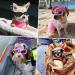 PETLESO Dog Sunglasses - Waterproof Anti-UV Goggles for Small Dogs & Cats - Stylish Eye Protection - Buy Online on GoSupps.com