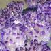 Pakmez Amethyst Rough Stone 1pc Natural Crystal Cluster Amethyst White Ore Purple Quartz Stone Raw Crystals (Size : 300-350g) - Buy Online on GoSupps.com