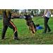 Dingo Gear Dog Training Suit for IGP Sports Agitation Decoy Size M Blue S01042 - Buy Online on GoSupps.com