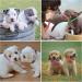 Heyu-Lotus 12-Pack Puppy Collars Paw Print Puppy Whelping Collars Quick Release Buckle Adjustable Leash Pet Safety Collars for Puppies and Cats (M) - Buy Online on GoSupps.com