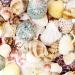 100+ Pcs WEOXPR Mixed Sea Shells & Starfish - Beach Themed Decor for Fish Tank, Vase Fillers, Wedding, Crafts & Home Decor - Buy Online on GoSupps.com