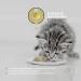 Peticare Wurmkur Powder for Cats | 100% Natural Vegetable Deworming Supplement | 120g for Effective Worm Infestation Control - Petcat Health 3605 - Buy Online on GoSupps.com