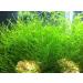 Aquatic Arts Java Moss - Large 25 Square Inch Portion | Freshwater Aquarium Plants | Live Plant for Aquarium | Pairs Well with Marimo Moss Balls - Buy Online on GoSupps.com