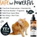 Bugalugs Insect Bite Relief Antiseptic spray for dogs 200ml puppy cats & pets - Dog grooming Antibacterial Antifungal for dog itchy skin relief - use alongside our flea shampoo for dogs - Buy Online on GoSupps.com