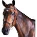 Collegiate ComFiTec Patent Snaffle Bridle - Black Cob | Premium Quality Equestrian Gear for International Shipping - Buy Online on GoSupps.com