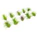 10 Ionantha Tillandsia Air Plants 2-3.5 Inches | Live Tropical House Plants for Home Decor & Terrariums - Buy Online on GoSupps.com