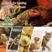 REPTI HOME Ceramic Heat Emitter 75W Reptile Heat Lamp Bulbs 2 Pack Ceramic Heater for Amphibian Pet Brooder Coop Chicken Dog Cat - Buy Online on GoSupps.com