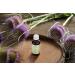 Organic Card Root Drops | Handmade Vegan Tincture | 100% Organic | 30ml Kard Tincture by Wolf Dieter Storl - Buy Internationally - Buy Online on GoSupps.com