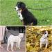 COMSLE Long Dog Training Leads - Strong Nylon Leash for Pet Recall & Obedience - 15m/49.5ft Black - Buy Online on GoSupps.com