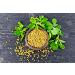 Organic Fenugreek Seeds 1.5 lbs - Non-GMO Raw Whole Methi - Kosher Vegan - Iron, Copper, Fiber - Bulk Pack of 1 - Buy Online on GoSupps.com
