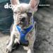 DDOXX Reflecting Airmesh Step-in Dog Harness - Adjustable Breathable Puppy Harness for All Sizes - XL Blue (Neck: 42-58cm Breast: 52-76cm) - Buy Online on GoSupps.com