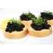 Attilus Caviar Classic Siberian Caviar 50g - Premium Gourmet Import Fast International Shipping - Buy Online on GoSupps.com