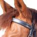 WALDHAUSEN Star Bitless Bridle for Warmbloods - Premium Black Horse Gear | Buy Internationally - Buy Online on GoSupps.com