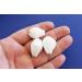 White & Purple Wart Cowrie Shells 3/4-1 - Set of 12 | Vericosus Calprunis - Buy Online on GoSupps.com