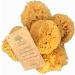 Natural sea sponge (15-16 cm) - Buy Online on GoSupps.com