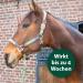 Equisept Fly & Brake Medallion 2 Pack | Innovative Insect Defense for Horses | Easy to Attach to Halter or Bridle | Doping-Free & Lasts Up to 4 Weeks - Buy Online on GoSupps.com