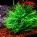 TAOMYPETS Plastic Aquarium Plants - Coral Reef Ornaments for Fish Tanks | Green Aquarium Decor for Vibrant Aquatic Life - Buy Online on GoSupps.com