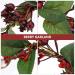 Lurrose Red Floral Crown Headband - Artificial Berry Wreath for Weddings Festivals & Parties - Buy Online on GoSupps.com