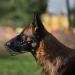 Budkas German Shepherd Maulkorb - Adjustable Metal Basket Muzzle for Medium Dogs | Durable Leather Straps | Safe Wire Mask for Biting & Chewing - Black M Size - Buy Online on GoSupps.com