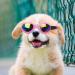 Luckxing Glasses for Dogs | Cat & Dog Barrel Glasses for Medium Dogs | Windproof Soft Eye Protection - Pink - Buy Online on GoSupps.com
