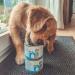 Mjamjam Premium Wet Dog Food - Junior Juicy Chicken & Egg 6-Pack (6 x 400g) - Natural Lambs Extra Meat 400g (6-Pack) - International Shipping Available - Buy Online on GoSupps.com