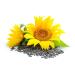 Mynatura Organic Sunflower Kernel Oil - Cold-Pressed Vegan Cooking Oil (500ml) for Baking & Raw Food - Buy Online on GoSupps.com