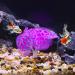 Buy VOCOSTE Silicone Glowing Aquarium Simulation Coral - Purple Violet with Suction Cup for International Shipping - Buy Online on GoSupps.com
