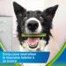 PURINA DENTALIFE ACTIVFRESH LARGE | Treats for Large Dogs | 4 Chew Sticks | Spirulina and Honey | Pack of 1 | 115 g - Buy Online on GoSupps.com