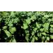Portal Cool 900 300900 Ethiopian MustardBrassica carinataOilseed Seeds
