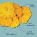 Dehydrated Pineapple Slices 3 oz - 20+ Flowers - Buy Online on GoSupps.com