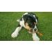Wildfang Olive Wood Chewing Root for Dogs - Dental Care Chew Toy for Puppies up to 15kg - 3 Pack Size S - Buy Online on GoSupps.com