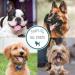 Natures Specialties Aloe Premium PET Shampoo 473ml - Best Organic Dog Shampoo for Healthy Skin & Coat | International Shipping Available - Buy Online on GoSupps.com