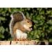 AgnesGP Hazelnuts In Shells for Wild Birds and Squirrels (5Kg Sack Included) - Nutrient-Rich Snack for Your Backyard Friends - Buy Online on GoSupps.com