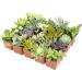 Altman Plants 20 Pack Assorted Live Succulent Plants in Cacti and Succulent Soil Mix - Buy Online on GoSupps.com
