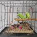 Natural Bamboo Bird Perch Stand Set for Budgies, Lovebirds, and Medium Parrots - 2PCS - Buy Online on GoSupps.com