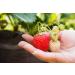 Buy Food-United Camarossa Mara Bois Strawberry Puree 2x1kg - Premium Quality for Smoothies Sorbets and More - Fast International Shipping - Buy Online on GoSupps.com