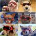 UV Protection Sunglasses for Small Dogs | Windproof Anti-Fog Pet Glasses - Soft Frame in Orange - Buy Online on GoSupps.com