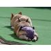 Glenndarcy Dog Diapers for French Bulldogs - No Tail Hole - Dotty Pink Large with 2 Washable Pads - Buy Online on GoSupps.com