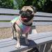 MOPP Dog Cooling Vest - Rainbow Large | Breathable 3-Layer Evaporative Cooler for Small Medium Dogs | Ideal for Training and Walking - Buy Online on GoSupps.com