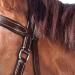 Shop WALDHAUSEN Star Bitless Bridle for Warmbloods Brown | International Shipping Available - Buy Online on GoSupps.com