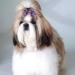 BIPY 100pcs/pack Small Dog Hair Bows with Elastic Rubber Bands Doggy Kitten Topknot Attachment Grooming Accessories Set for Long Hair Puppy Cat Hair Bows Colors Randomly Single bows 100PCS - Buy Online on GoSupps.com