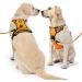Nestroad Orange Dog Harness for Medium-Sized Dogs | Anti-Draw Padded Safety Belt | Neck 33-43cm Chest 43-64cm - Buy Online on GoSupps.com