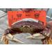 AirFly 4 Arm Crab Trap Harness with 304 Stainless Steel Hooks - Buoy Float Combo Rope - Buy Online on GoSupps.com