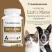 Real Mushrooms Lions Mane Pet Support Mushroom Supplement - Cat & Dog Vitamins and Supplements for Cognition & Memory Support - Vet Approved Mushroom Complex Capsules (120ct) Gluten-Free  Non-GMO - Buy Online on GoSupps.com