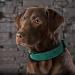 Didog Soft Padded Leather Dog Collar for Medium & Large Dogs - Adjustable Durable Rust-Free Buckle Green (M: 27-33 cm) - Buy Online on GoSupps.com