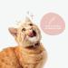Kin+Kind Natural Cat Ear Cleaner (4 fl oz) - Organic Lemongrass & Sweet Fennel Formula - Safe & Gentle Ear Care for Cats - Made in USA - Buy Online on GoSupps.com